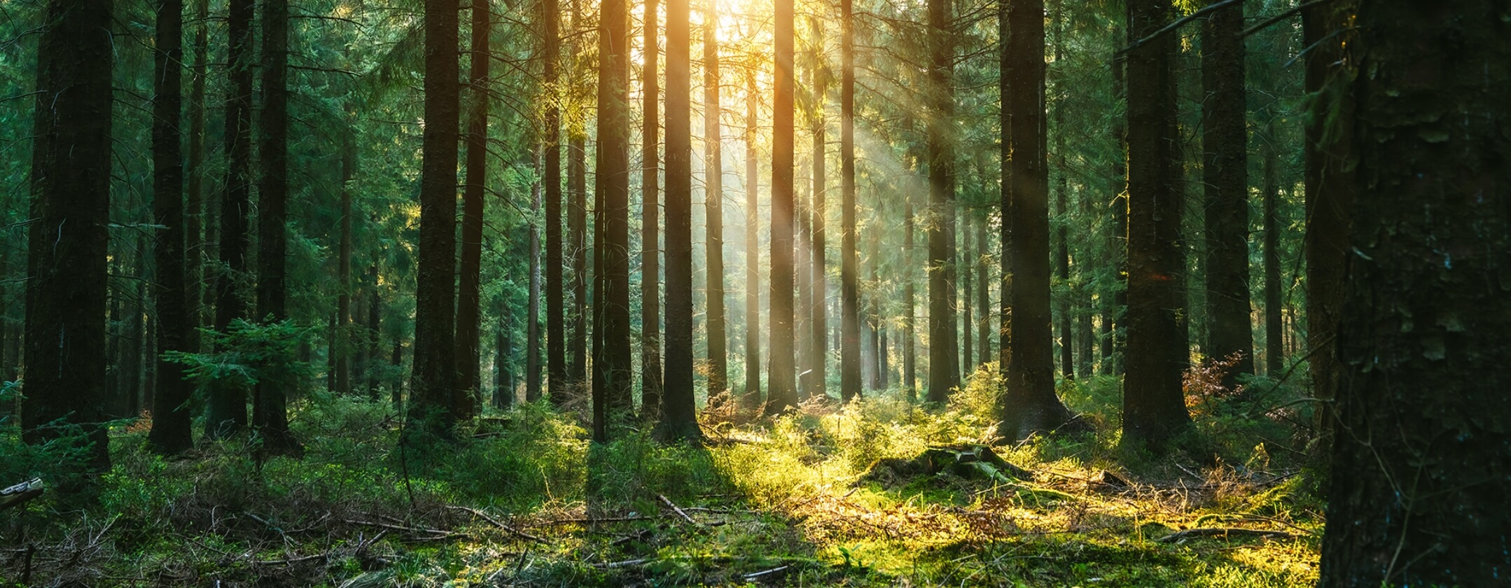 太陽の光が差し込む森の中